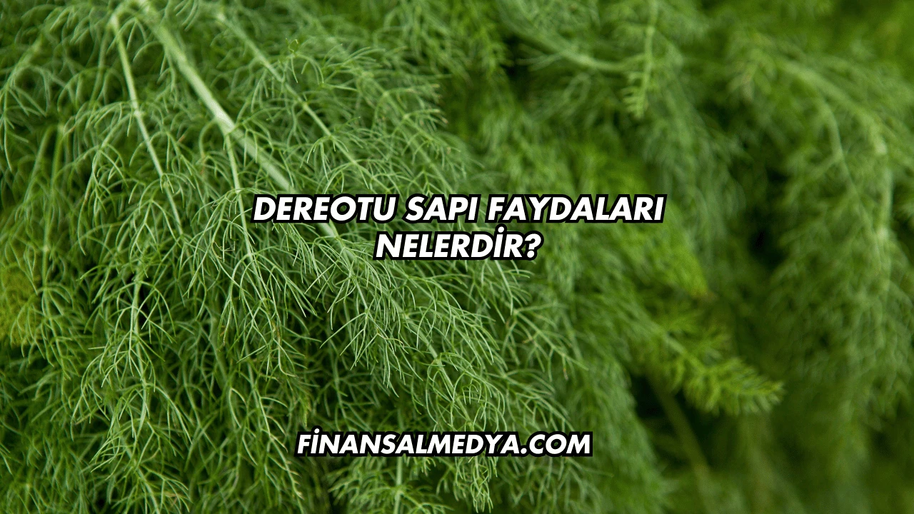 Dereotu Sapı Faydaları Nelerdir?