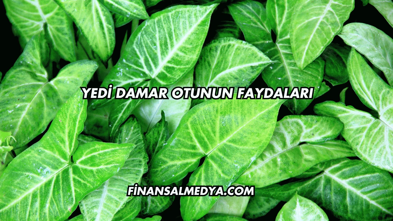Yedi Damar Otunun Faydaları