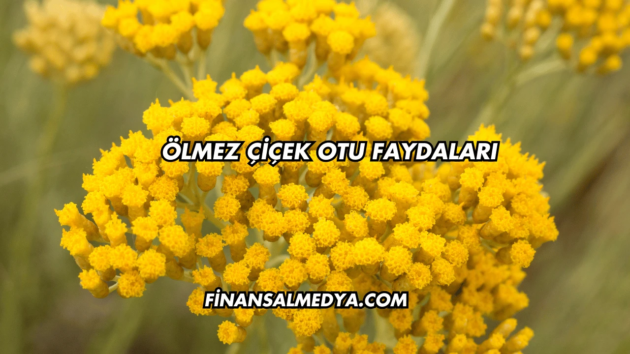 Ölmez Çiçek Otu Faydaları