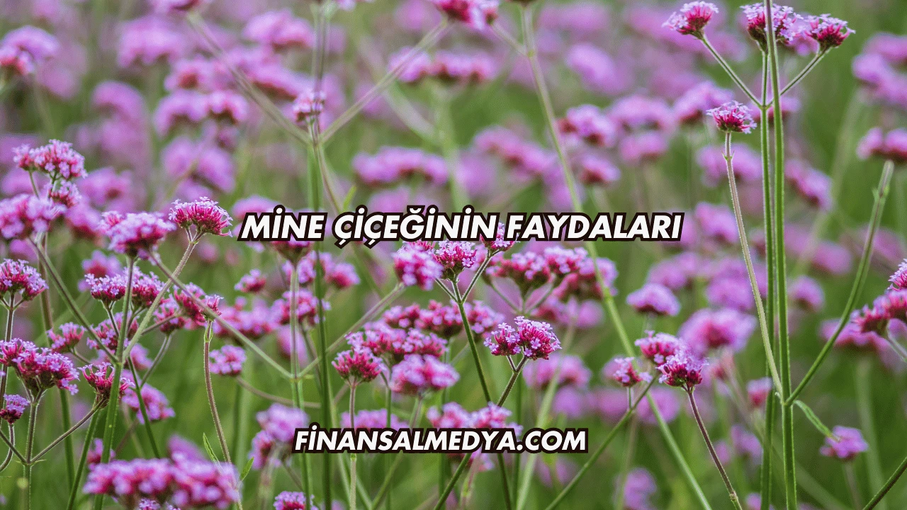 Mine Çiçeğinin Faydaları