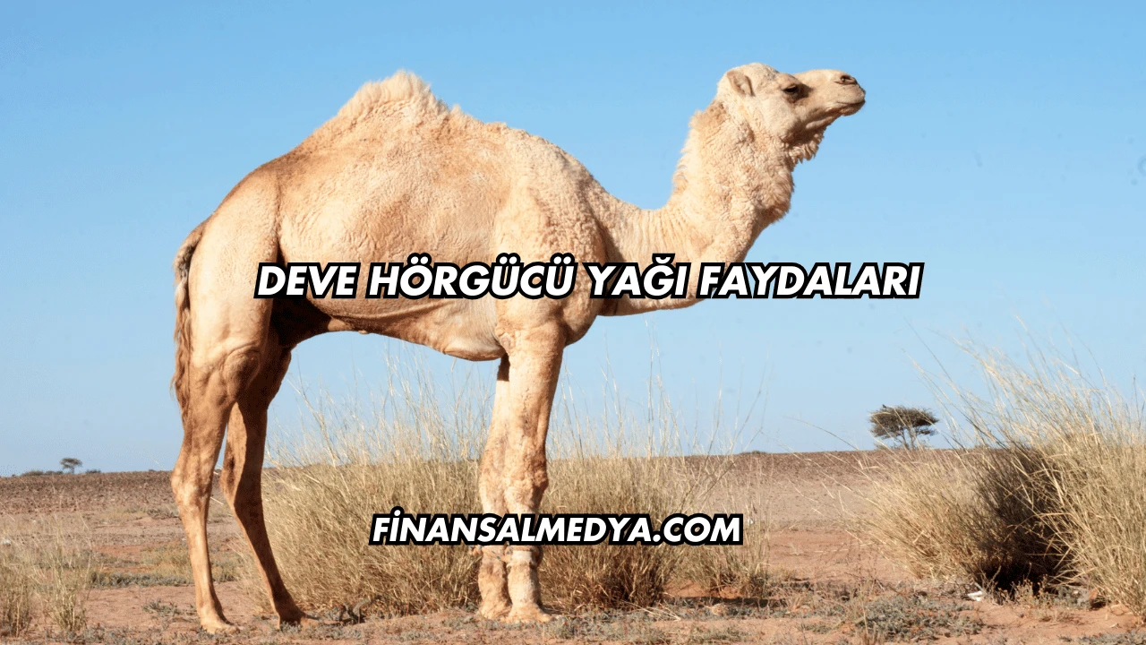 Deve Hörgücü Yağı Faydaları