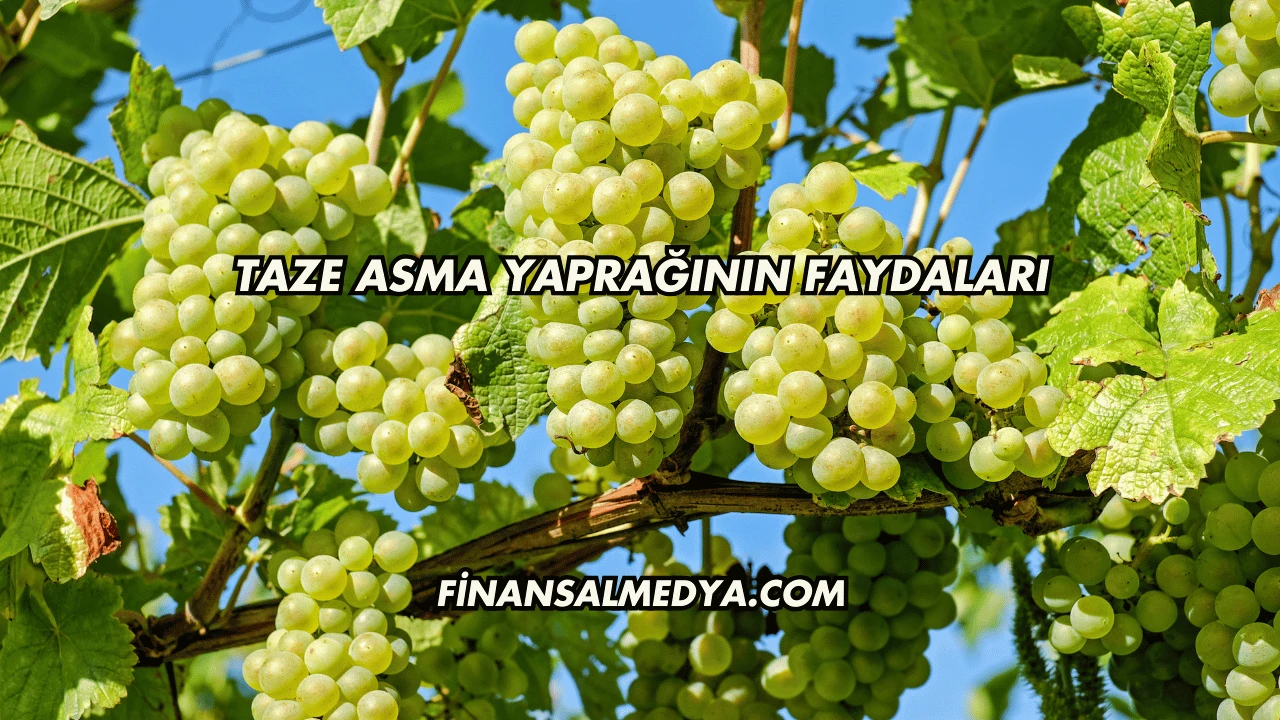 Taze Asma Yaprağının Faydaları