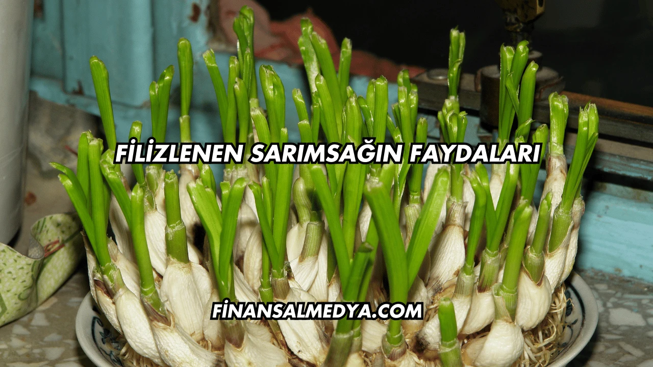 Filizlenen Sarımsağın Faydaları