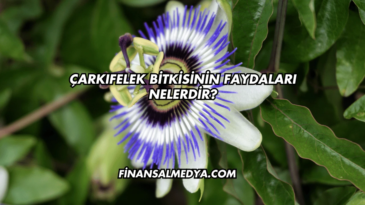 Çarkıfelek Bitkisinin Faydaları Nelerdir?