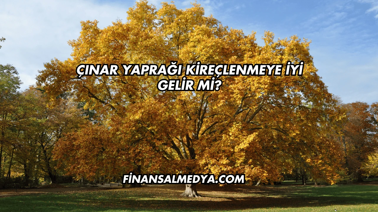 Çınar Yaprağı Kireçlenmeye İyi Gelir mi?