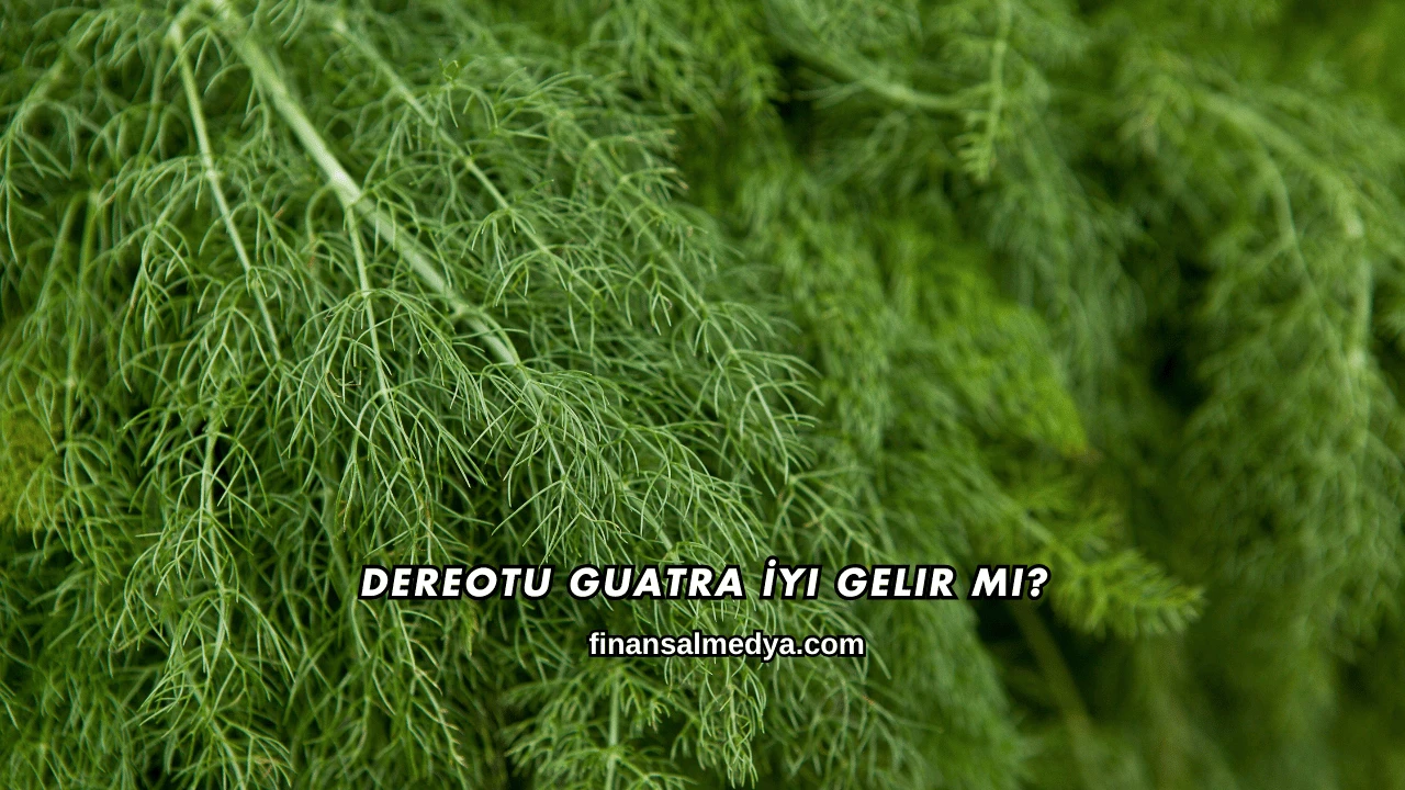 Dereotu Guatra İyi Gelir mi?