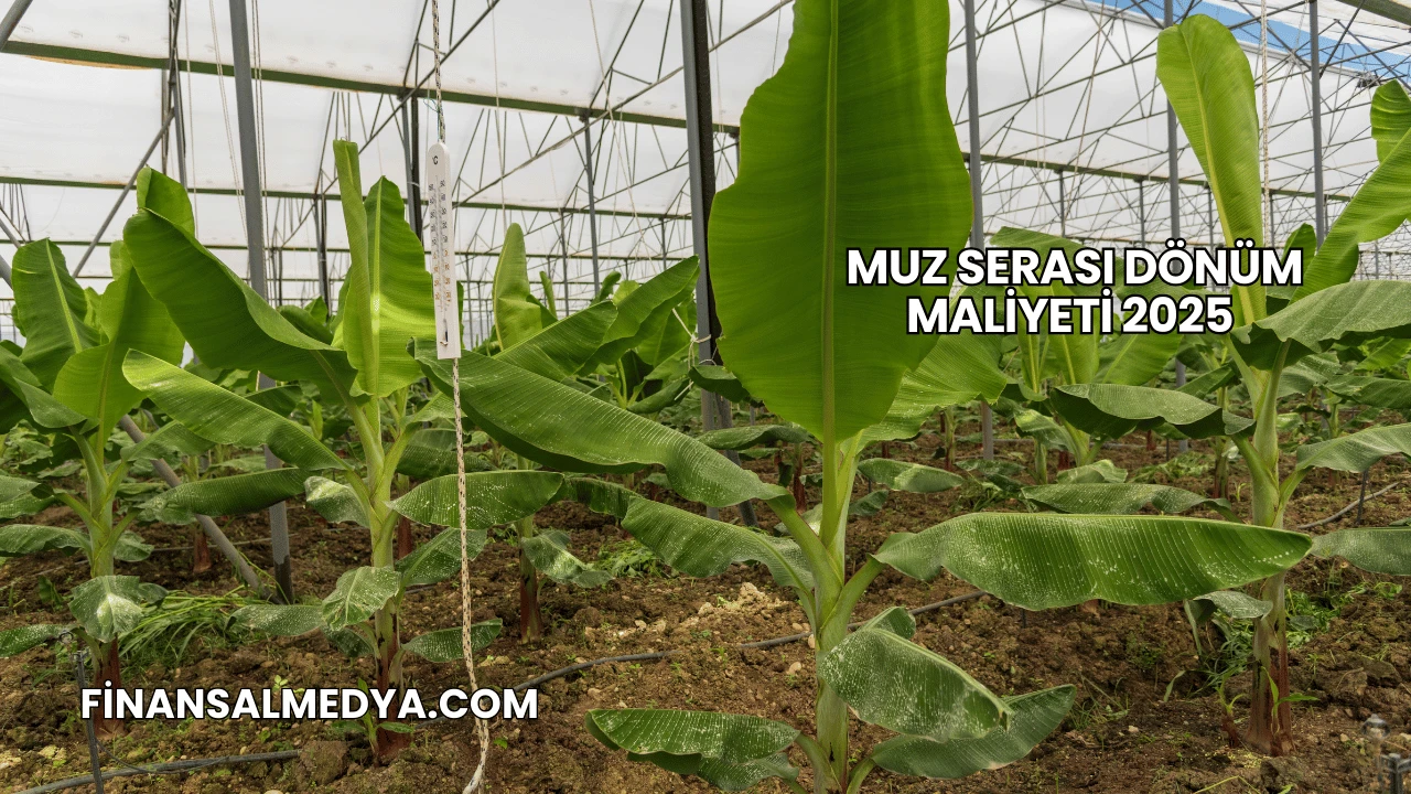 Muz Serası Dönüm Maliyeti 2025