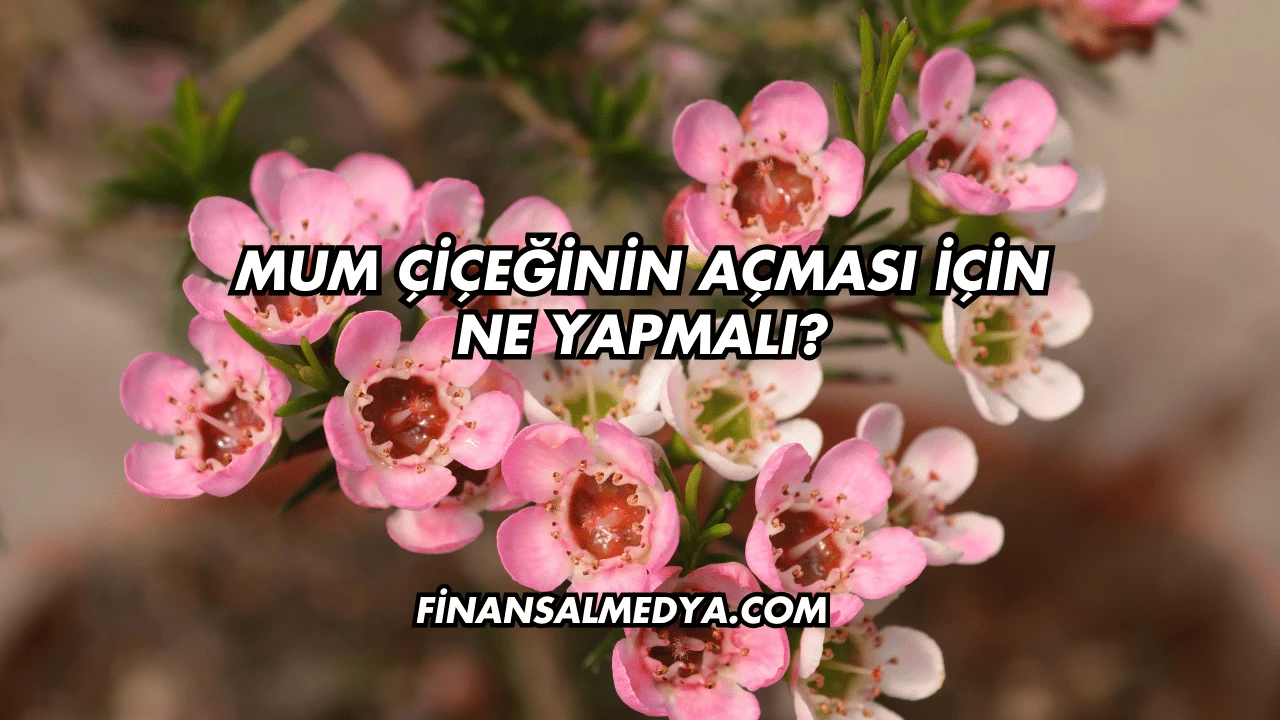 Mum Çiçeğinin Açması İçin Ne Yapmalı?