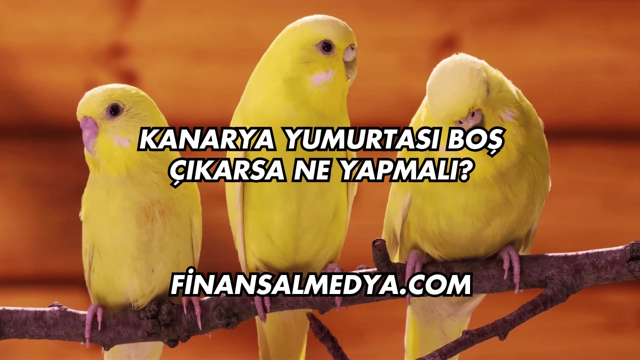 Kanarya Yumurtası Boş Çıkarsa Ne Yapmalı?
