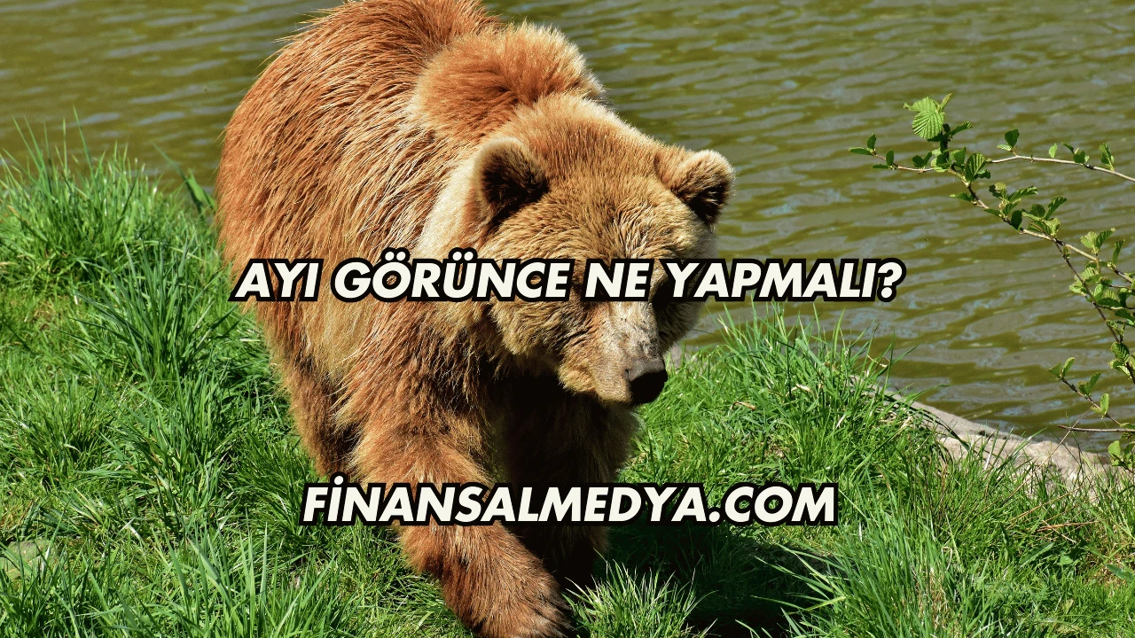 Ayı Görünce Ne Yapmalı?