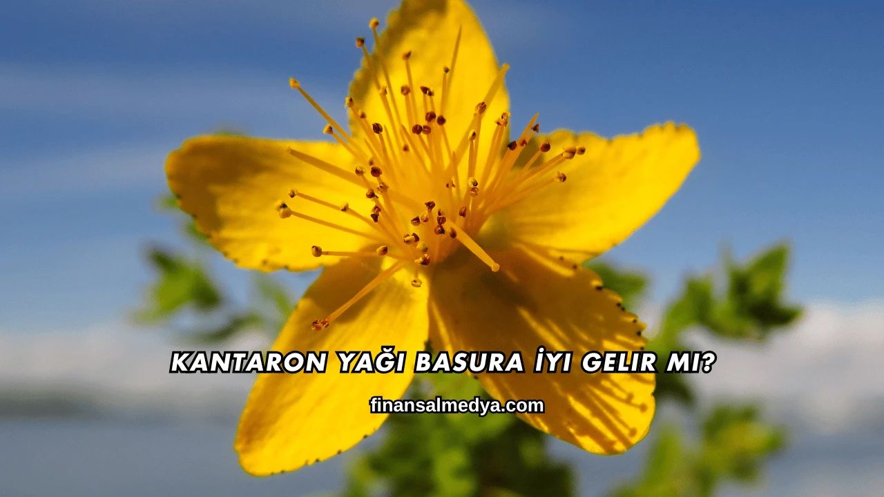 Kantaron Yağı Basura İyi Gelir mi?