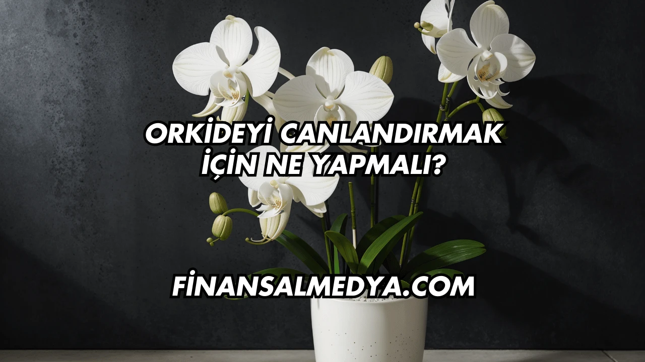 Orkideyi Canlandırmak İçin Ne Yapmalı?