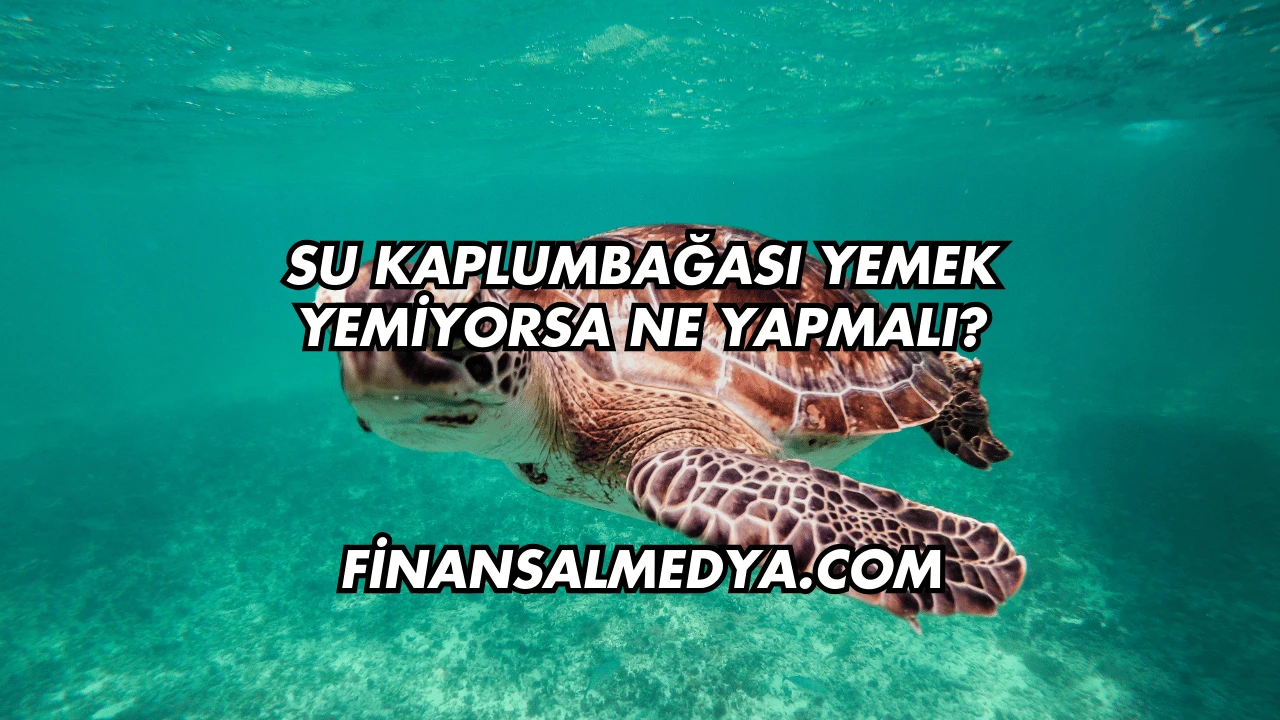 Su Kaplumbağası Yemek Yemiyorsa Ne Yapmalı?