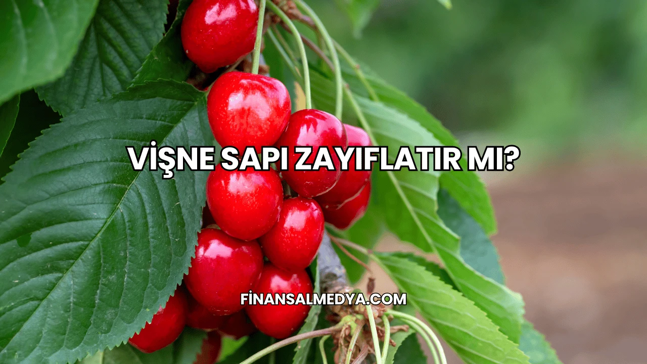 Vişne Sapı Zayıflatır mı?