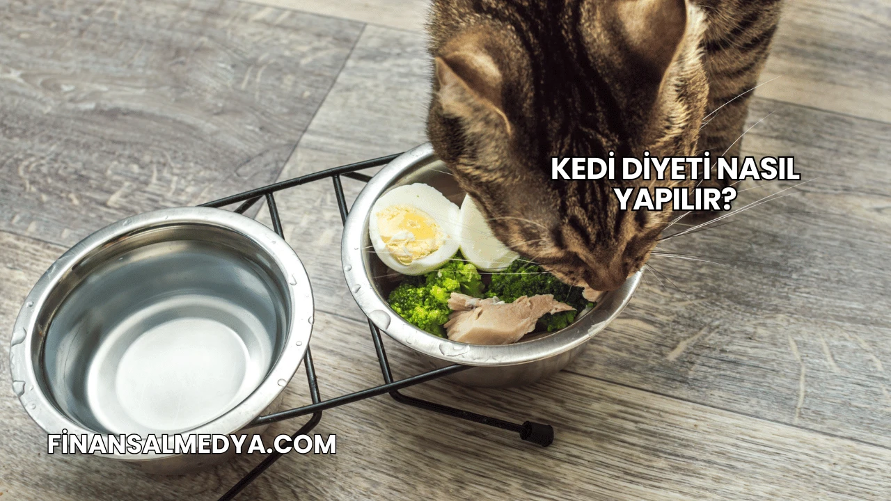 Kedi Diyeti Nasıl Yapılır?
