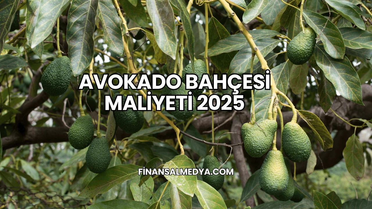 Avokado Bahçesi Maliyeti 2025
