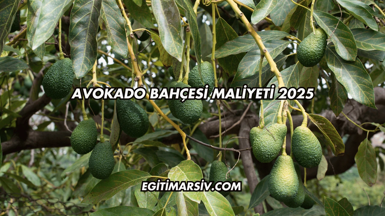 Avokado Bahçesi Maliyeti 2025