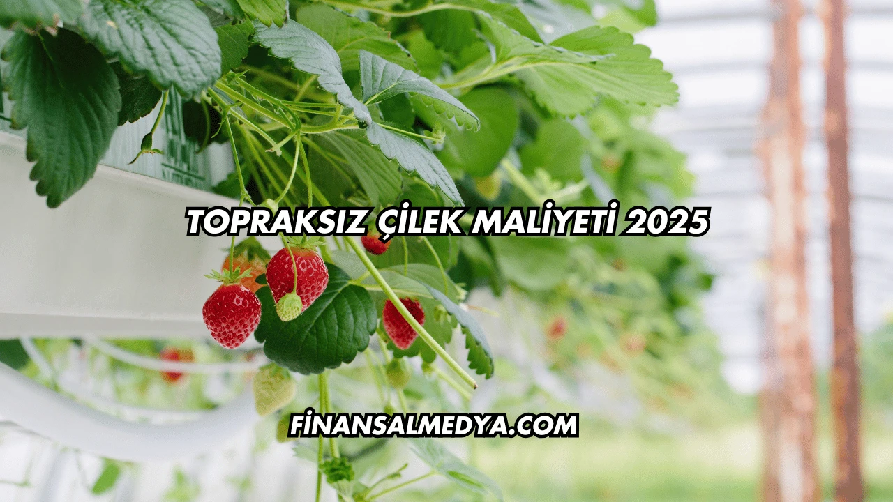 Topraksız Çilek Maliyeti 2025