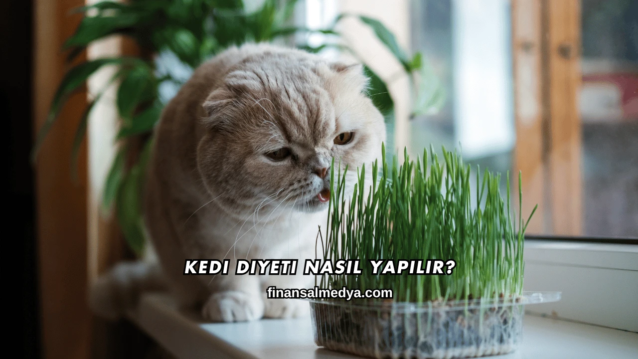 Kedi Diyeti Nasıl Yapılır?