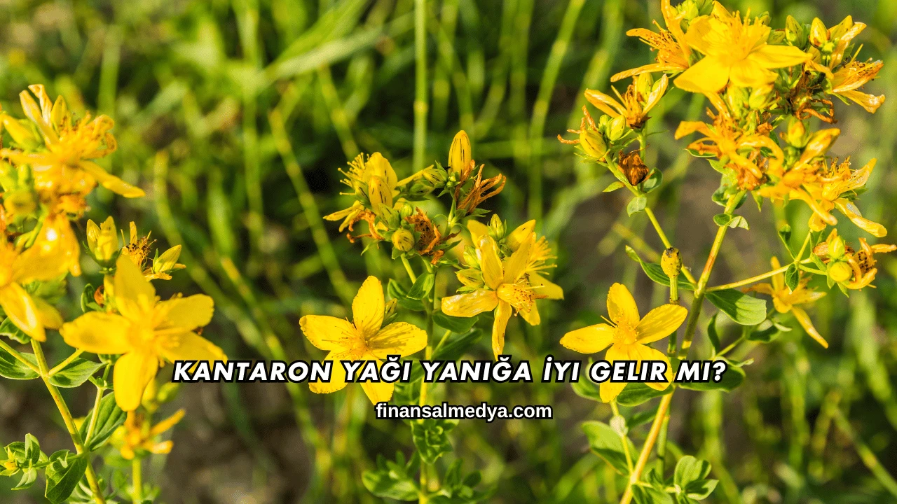 Kantaron Yağı Yanığa İyi Gelir mi?