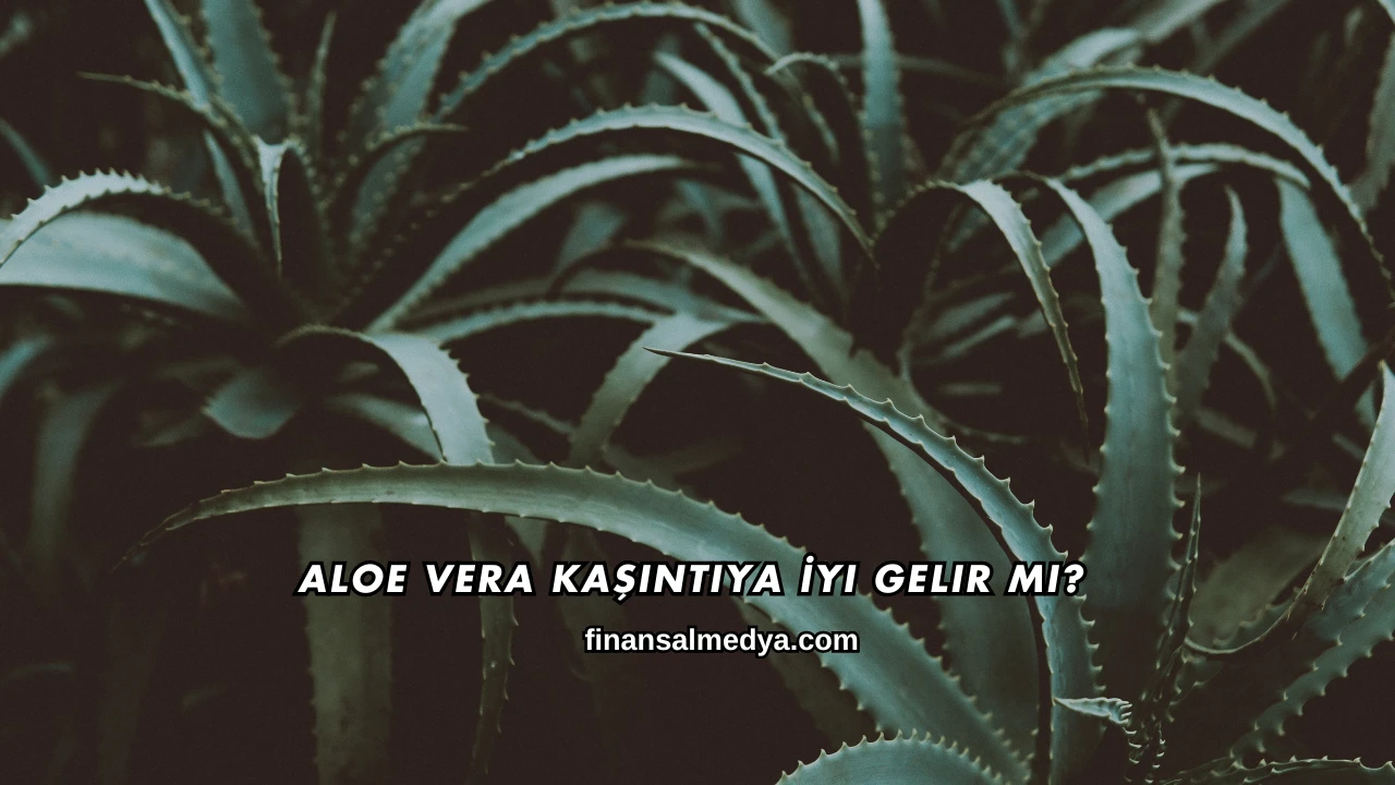 Aloe Vera Kaşıntıya İyi Gelir mi?