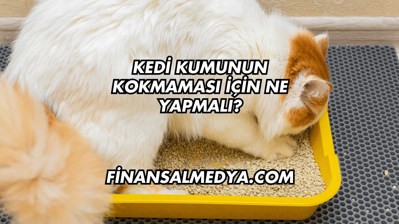 Kedi Kumunun Kokmaması İçin Ne Yapmalı?