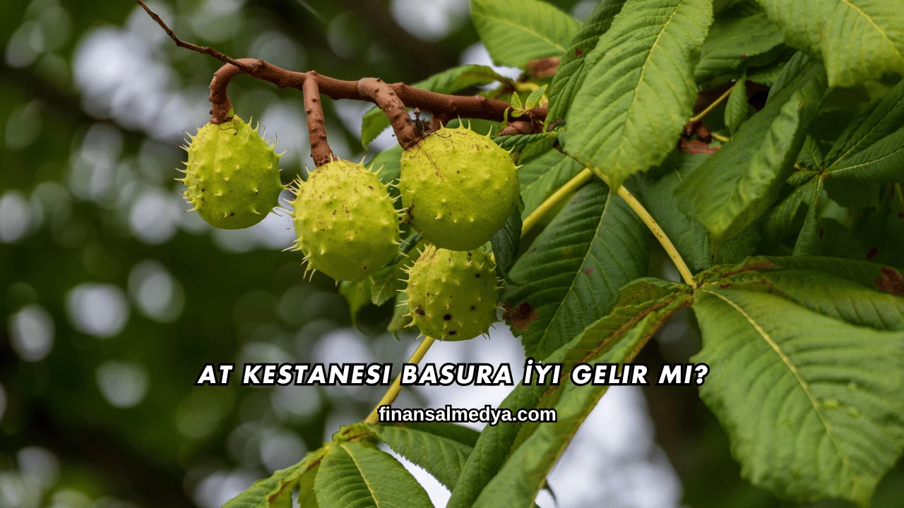 At Kestanesi Basura İyi Gelir mi?