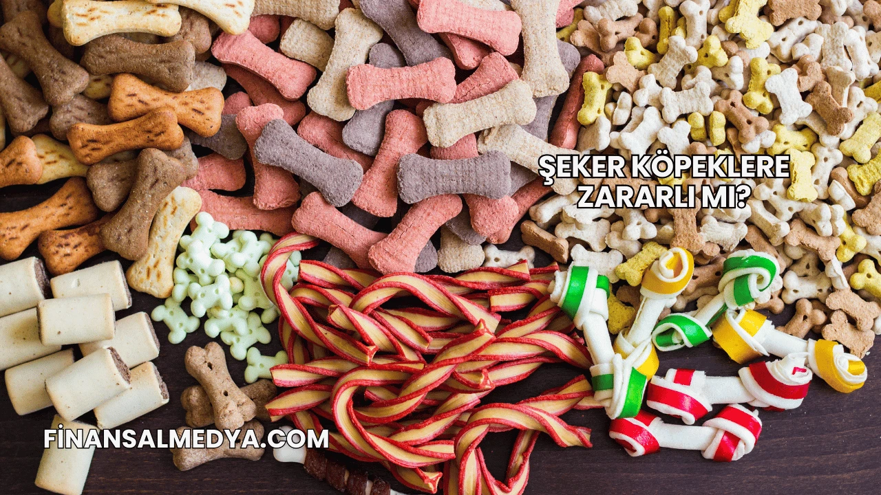 Şeker Köpeklere Zararlı mı?