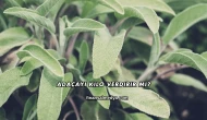 Adaçayı Kilo Verdirir mi?