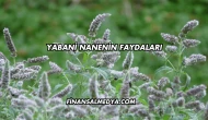 Yabani Nanenin Faydaları