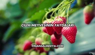 Çilek Meyvesinin Faydaları
