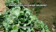Dağ Marulu Faydaları Nelerdir?