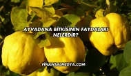 Ayvadana Bitkisinin Faydaları Nelerdir?