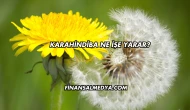 Karahindiba Ne İşe Yarar?