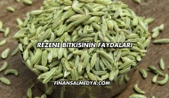 Rezene Bitkisinin Faydaları