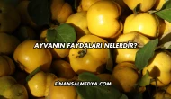 Ayvanın Faydaları Nelerdir?