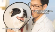 Köpek Kısırlaştırma Maliyeti 2025