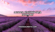 Lavanta Bitkisinin Saça Faydaları