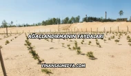 Ağaçlandırmanın Faydaları