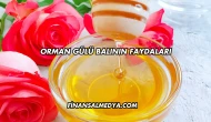 Orman Gülü Balının Faydaları