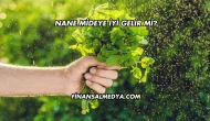 Nane Mideye İyi Gelir mi?