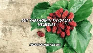 Dut Yaprağının Faydaları Nelerdir?