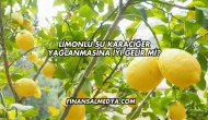 Limonlu Su Karaciğer Yağlanmasına İyi Gelir mi?