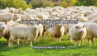 Koyun Yetiştiriciliği Maliyeti 2025