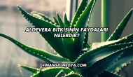 Aloevera Bitkisinin Faydaları Nelerdir?