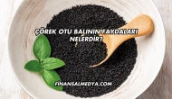 Çörek Otu Balının Faydaları Nelerdir?