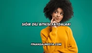 Sığır Dili Bitkisi Faydaları