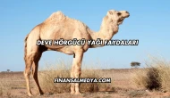 Deve Hörgücü Yağı Faydaları