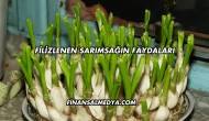 Filizlenen Sarımsağın Faydaları