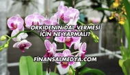 Orkidenin Dal Vermesi İçin Ne Yapmalı?